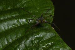 Ubatubesia amplicoxae