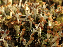 Cladonia cariosa