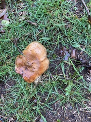 Paxillus cuprinus