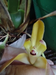 Maxillaria porrecta