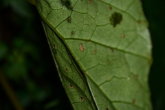 Begonia chuyunshanensis