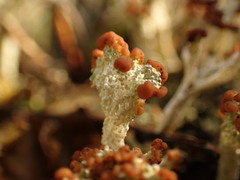 Cladonia cariosa