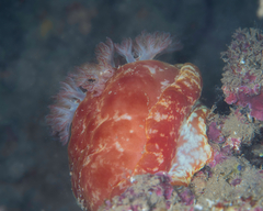 Hexabranchus sanguineus