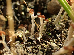 Cladonia cariosa
