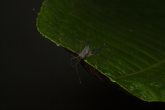 Ubatubesia amplicoxae