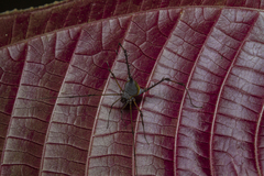 Ubatubesia amplicoxae