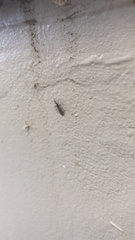 Hymenocoris formicinus