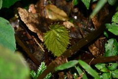 Begonia chuyunshanensis