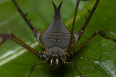 Ubatubesia amplicoxae