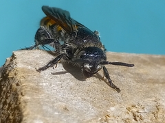 Dielis trifasciata