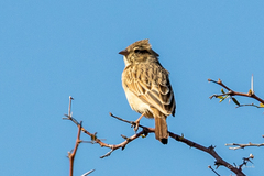 Emberiza impetuani