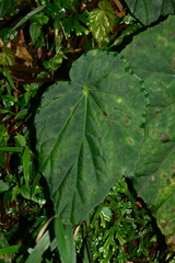 Begonia chuyunshanensis