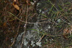 Dendrobium leptocladum