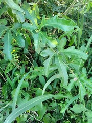 Cucurbitella asperata