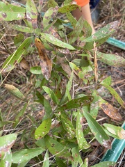 Quercus phellos