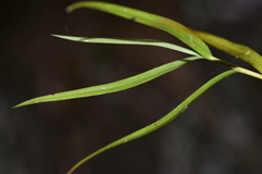 Dendrobium leptocladum