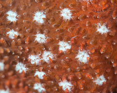 Cycloseris explanulata