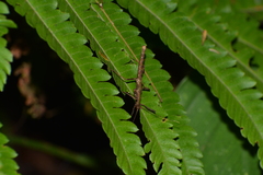 Ceroys perfoliatus