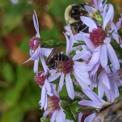 Lasioglossum