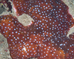 Cycloseris explanulata