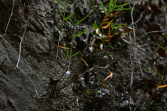 Dendrobium leptocladum