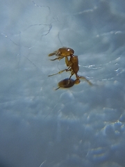 Solenopsis globularia