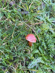 Hygrocybe coccinea