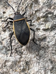 Largus cinctus