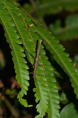 Ceroys perfoliatus