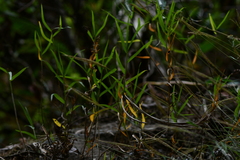 Dendrobium leptocladum