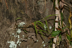 Dendrobium leptocladum