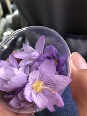Crocus