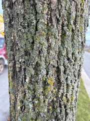 Acer platanoides