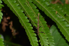 Ceroys perfoliatus