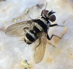 Trigonospila transvittata