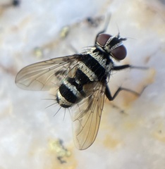 Trigonospila transvittata