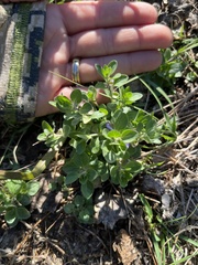 Scutellaria drummondii