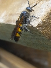 Dielis trifasciata