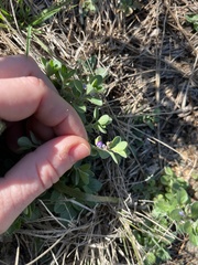 Scutellaria drummondii