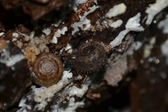 Helicodonta obvoluta