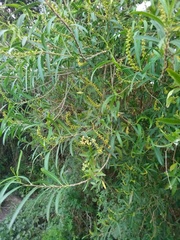 Sapium haematospermum