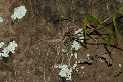 Dendrobium leptocladum