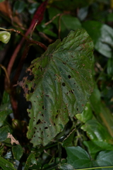 Begonia lukuana