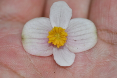 Begonia lukuana