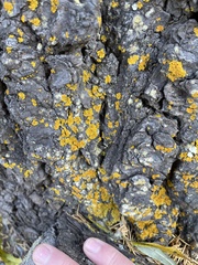 Candelariella rosulans