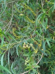 Sapium haematospermum