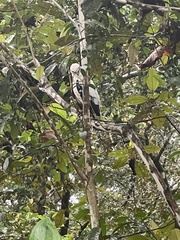 Pseudastur albicollis