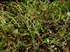 Cochlidium serrulatum