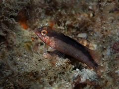Malacoctenus macropus