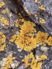 Candelariella rosulans